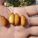 سبزیجات خشک