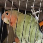 طوطی برزیلی