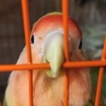 طوطی بریزیلی مولد