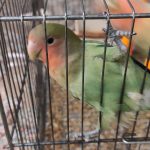 طوطی برزیلی