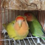 طوطی بریزیلی مولد