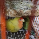 طوطی بریزیلی مولد