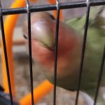 طوطی برزیلی