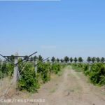 پایه درخت انگور پایه فنس .تیرچه سقفی وبلوک و….