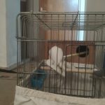 عروس لتینو سهره قناری