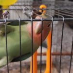 طوطی برزیلی