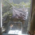 عروس لتینو سهره قناری