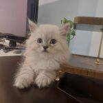 گربه بازیگوش