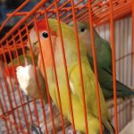 طوطی بریزیلی مولد