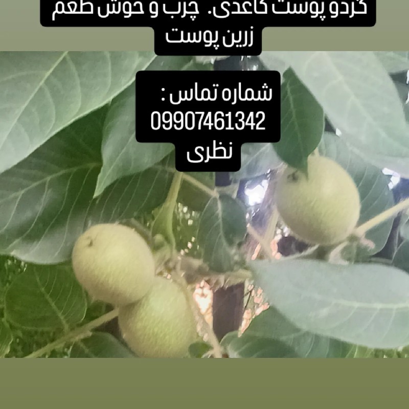 گردو پوست کاغذی خوش طعم