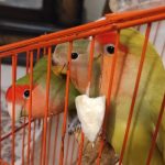 طوطی بریزیلی مولد