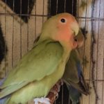 طوطی برزیلی