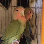 طوطی برزیلی