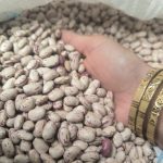 لوبیای محلی چیتی