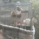 عروس لتینو سهره قناری