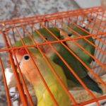 طوطی بریزیلی مولد