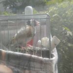 عروس لتینو سهره قناری