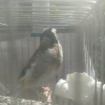 عروس لتینو سهره قناری