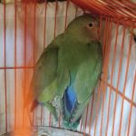 طوطی بریزیلی مولد