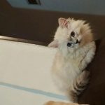 گربه بازیگوش