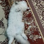 گربه بازیگوش