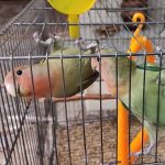 طوطی برزیلی