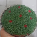 سبزه های مخملی