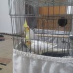 عروس لتینو سهره قناری