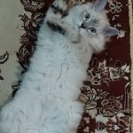 گربه بازیگوش