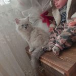 گربه بازیگوش