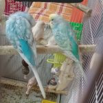 مرغ عشق نژاد اسپانگل