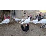 فروش بوقلمون