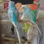 مرغ عشق نژاد اسپانگل