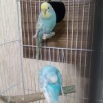 مرغ عشق نژاد اسپانگل