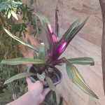 دو عدد گیاه آپارتمانی