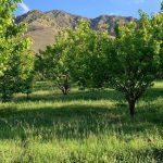 فروش باغ چهارمحال و بختیاری