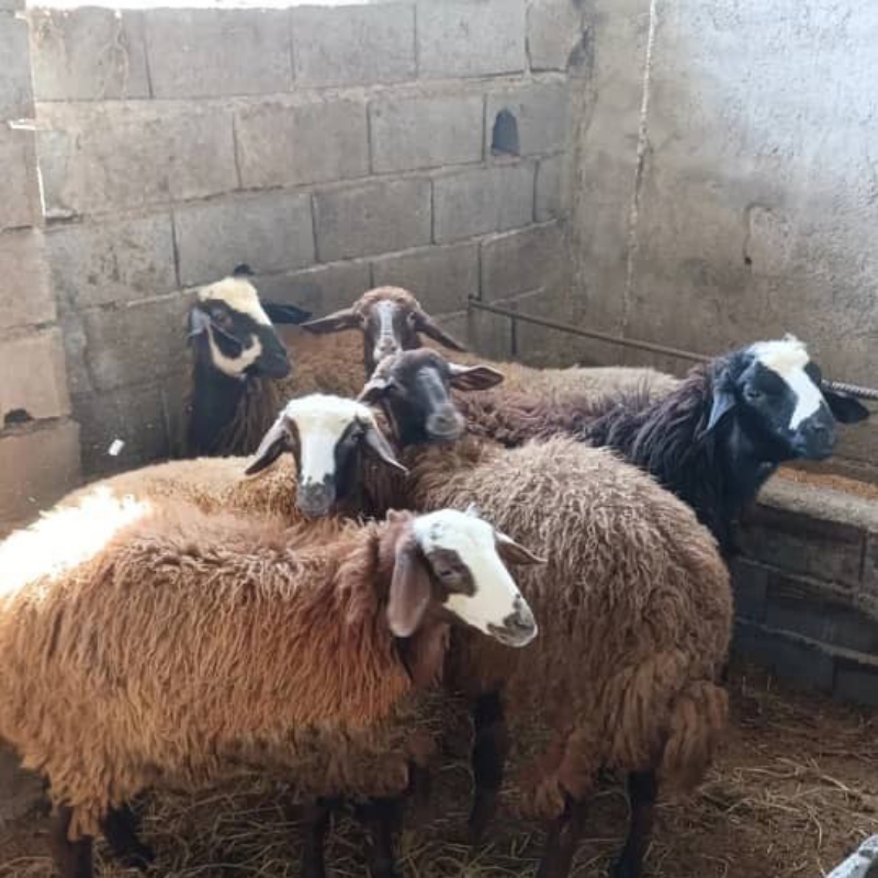 خرید و فروش گوسفند