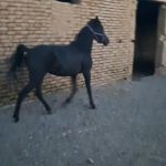 کره اسب مادیون