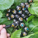 تسبیح یسرمکاوی بکر بکر