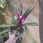 دو عدد گیاه آپارتمانی