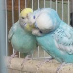 مرغ عشق نژاد اسپانگل