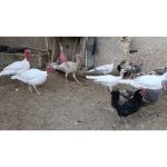 فروش بوقلمون