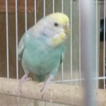 مرغ عشق نژاد اسپانگل