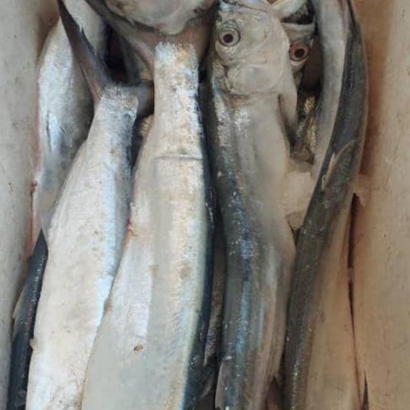 ماهی داهیر تازه