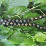 تسبیح یسرمکاوی بکر بکر