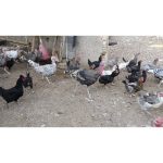 فروش بوقلمون