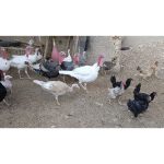 فروش بوقلمون