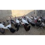 فروش بوقلمون