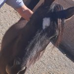 کره اسب مادیون