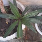 دو عدد گیاه آپارتمانی